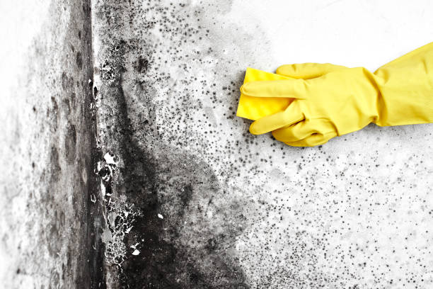 Best Commercial Mold Removal  in Elwood, NY