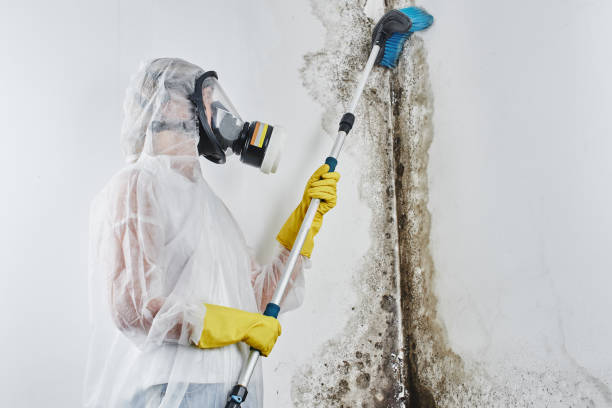Best Mold Testing and Removal  in Elwood, NY