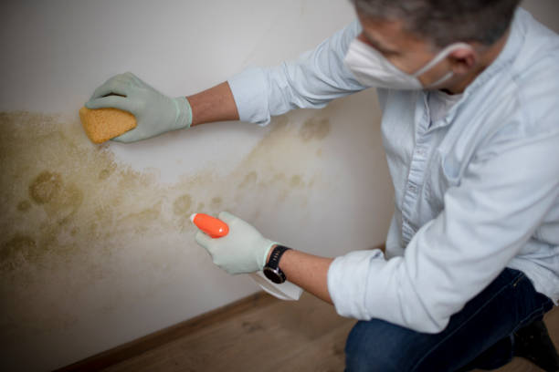 Best Affordable Mold Removal  in Elwood, NY