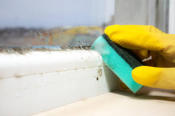 Best Fast Mold Removal  in Elwood, NY