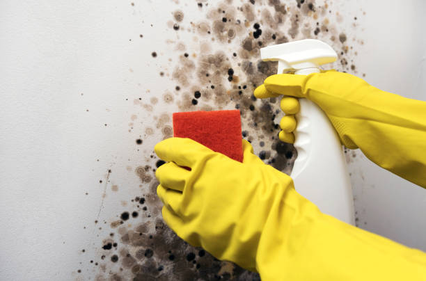 Best Mold Cleaning Services  in Elwood, NY